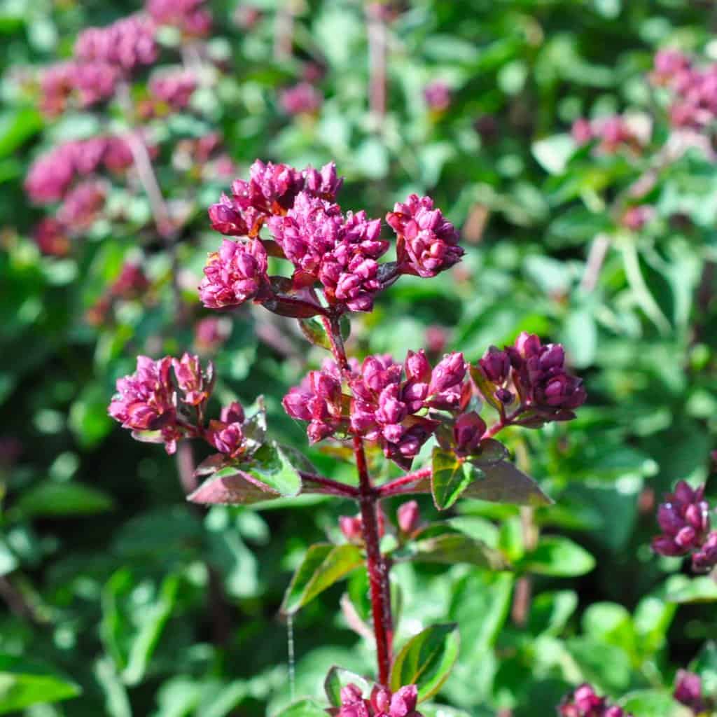 Origanum 'Rosenkuppel' ---